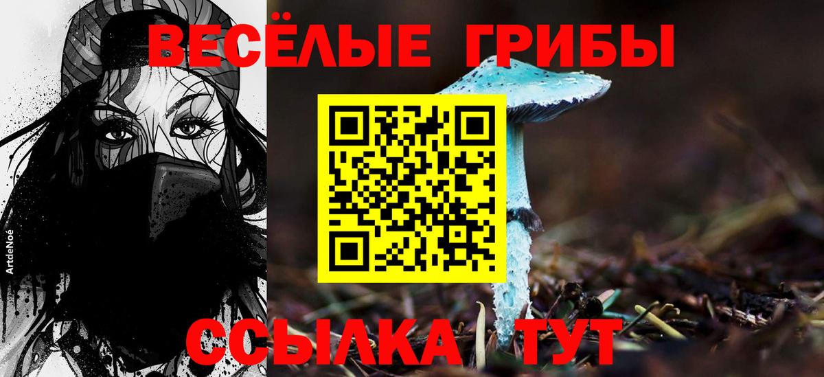Псилоцибиновые грибы Psilocybe Калининград